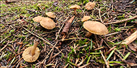 Inocybe