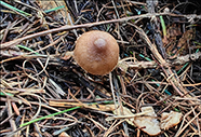 Inocybe