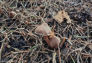 Inocybe