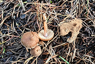 Inocybe