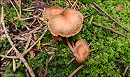 Inocybe