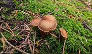 Inocybe