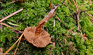 Inocybe