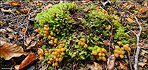 Leotia lubrica