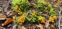 Leotia lubrica