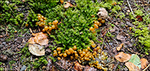 Leotia lubrica