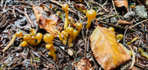 Leotia lubrica