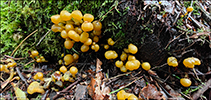 Leotia lubrica