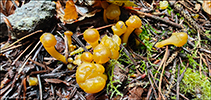 Leotia lubrica