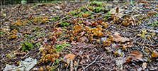 Leotia lubrica