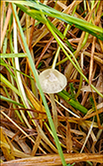 Mycena