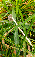 Mycena