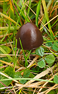 Panaeolus acuminatus