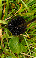 Panaeolus acuminatus