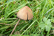 Panaeolus foenisecii