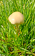 Protostropharia semiglobata