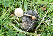 Stropharia_semiglobata