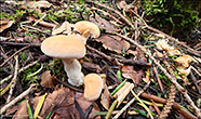 Russula decolorans