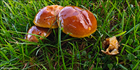 Suillus grevillei (Klotzsch) Singer