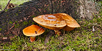 Suillus grevillei (Klotzsch) Singer