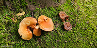 Suillus grevillei (Klotzsch) Singer