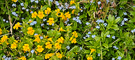 Mrigloymmegei Myosotis scorpioides L. & Blettut apublmaErythranthe guttata