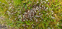Eygnagras / Euphrasia officinalis