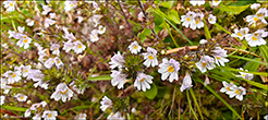 Eygnagras / Euphrasia officinalis