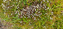 Eygnagras / Euphrasia officinalis