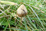 Psilocybe semilanceata