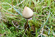 Psilocybe semilanceata