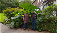 Gunnera tinctoria