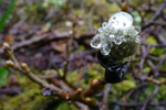 Loðpílur / Salix lanata