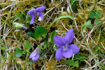 Fjallablákolla / Viola canina