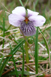 Ljós blákolla / Viola palustris L.