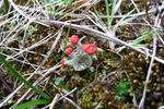 Skón / Cladonia bellidiflora