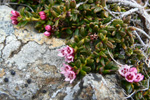 Seyðamergur / Loiseleuria procumbens (L.) Desv. Streymoy