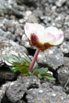 Snjósólja / Ranunculus glacialis