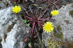 Reyð várhagasólja / Taraxacum rubifolium Rasmussen
