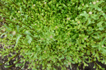 Hvítt oksaeyga / Leucanthemum vulgare Lam. (Chrysanthemum leucanthemum L.)