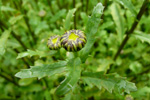 Hvítt oksaeyga / Leucanthemum vulgare Lam. (Chrysanthemum leucanthemum L.)