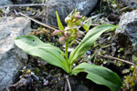 Grønlig barnarót / Grønligt hjúnagras / Coeloglossum viride (L.) Hartm. Streymoy.