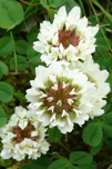 Seyðasmæra / Trifolium repens (L.)