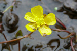 Tjarnarsólja / Ranunculus reptans L.