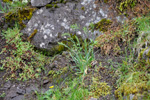 Fjallahúsagras / Poa alpina L.