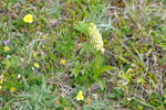 Hvítgult hjúnagras / Pseudorchis albida (L.) Á & D. Löve. Eysturoy.