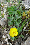 Skriðsólja / Ranunculus repens L.