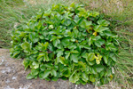 Skotsk meistaraurt / Ligusticum scoticum L. 
