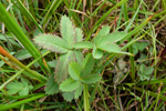 Díkimura / Potentilla palustris (L.) Scop. (Comarum palustre L.)
