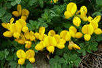Hornut tyriltunga / Lotus corniculautus L. 